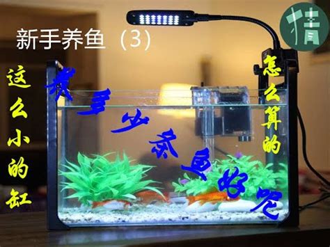 魚缸養幾隻魚|魚缸可以養幾隻魚？掌握飼養密度，用好水妖精讓管理更輕鬆 